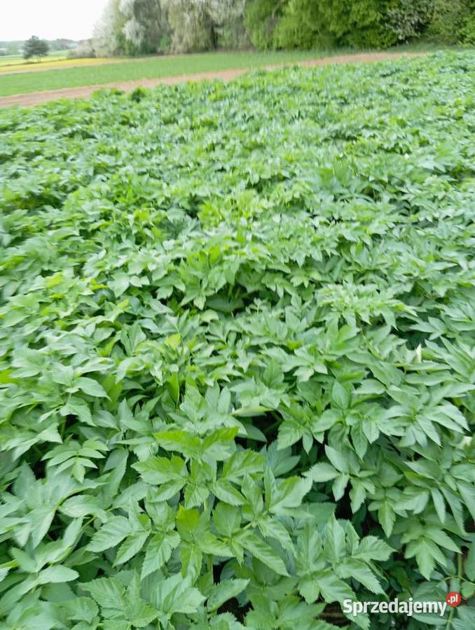 nasiona arcydzięgiel 2024 Izbica