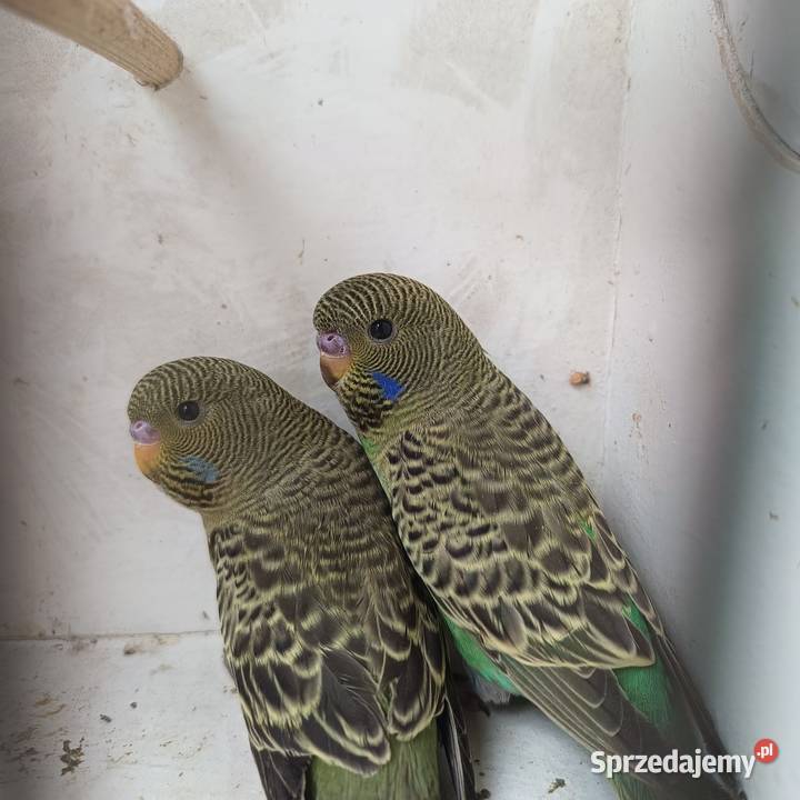 Falista Black face Zbylitowska Góra