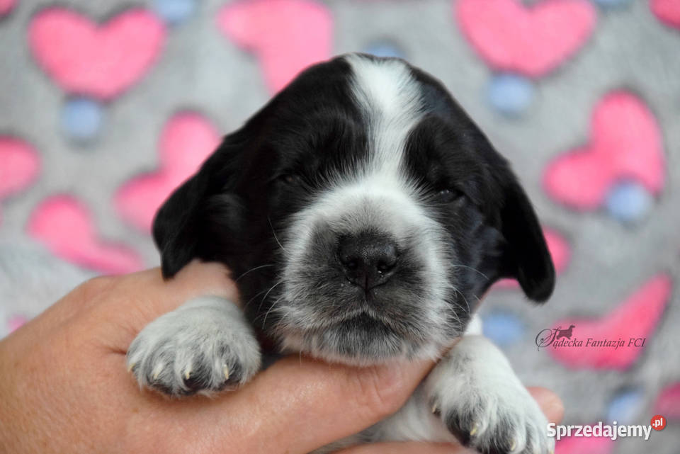 Cocker Spaniel Angielski szczenięta Cocker Spaniel