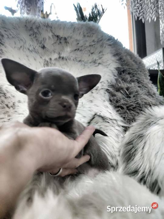 Chłopcy chihuahua gotowi do odbioru piękne wielkopolskie