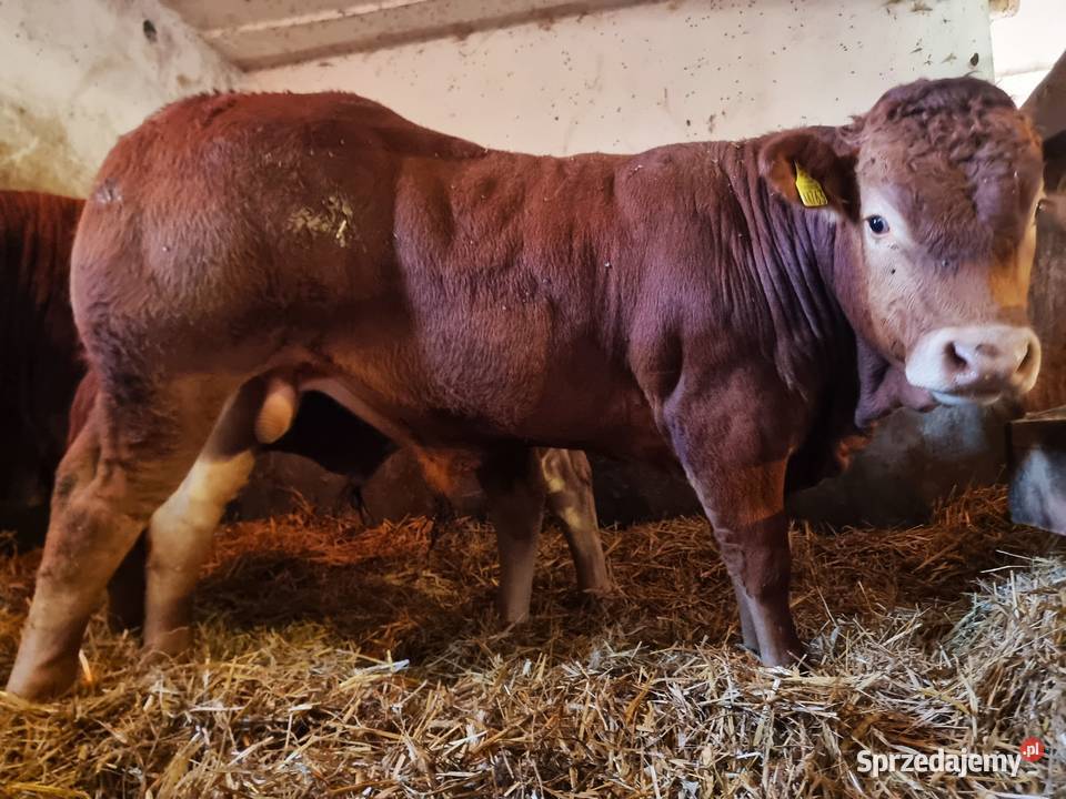 SPRZEDAM byki rasy Limousine 100 lubelskie Ustrzesz