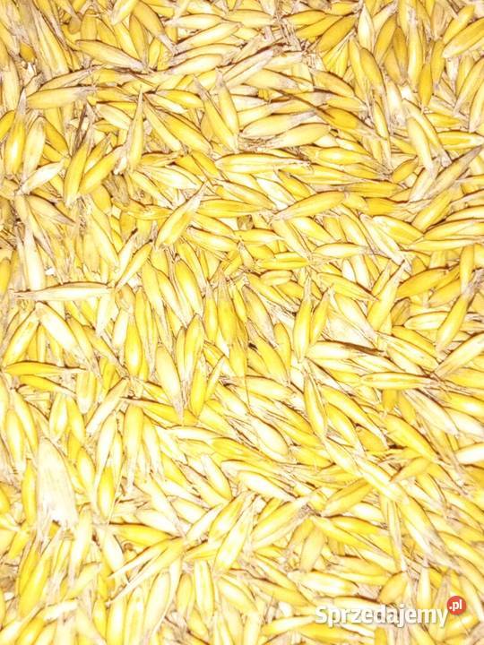 Owies Rambo centrali Zboża sprzedam