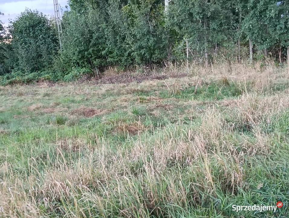 Pole łąka Opole chmielowice