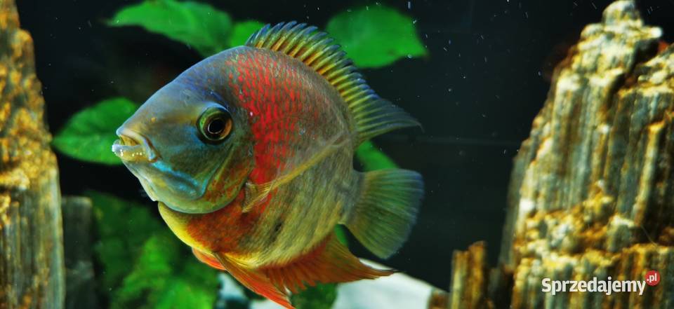 Pielęgnica Severum Pabianice
