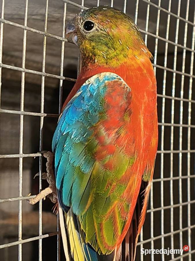 Aleksandretty gołąbki faliste Złotów