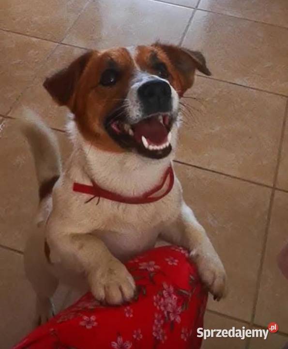 Jack Russell Terrier wielkopolskie Kłodawa