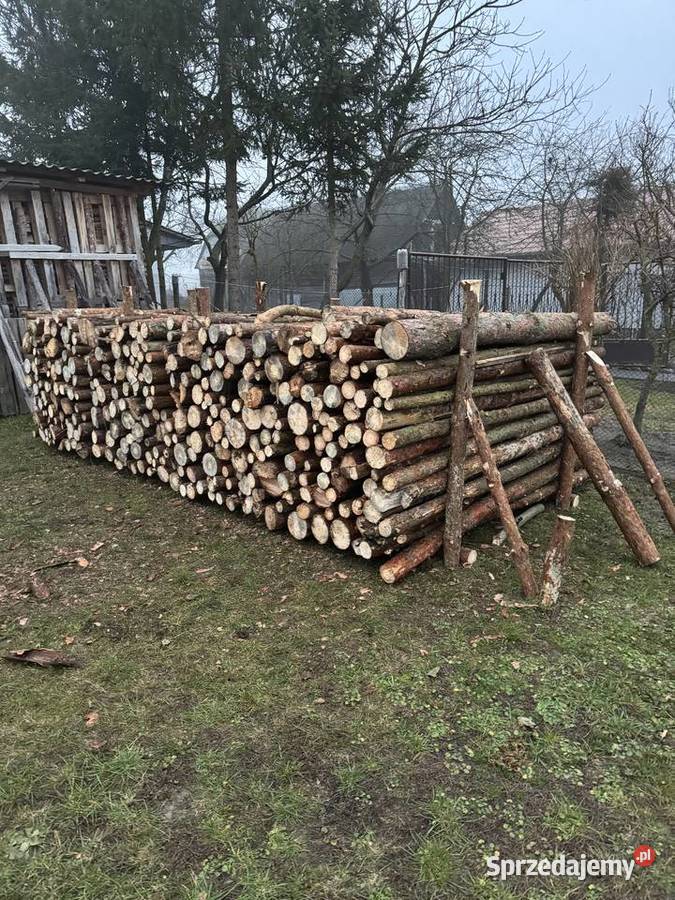 Drzewo sosnowe Iglaste Kazanów