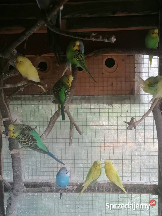 Papugi faliste i kozy Opalenica