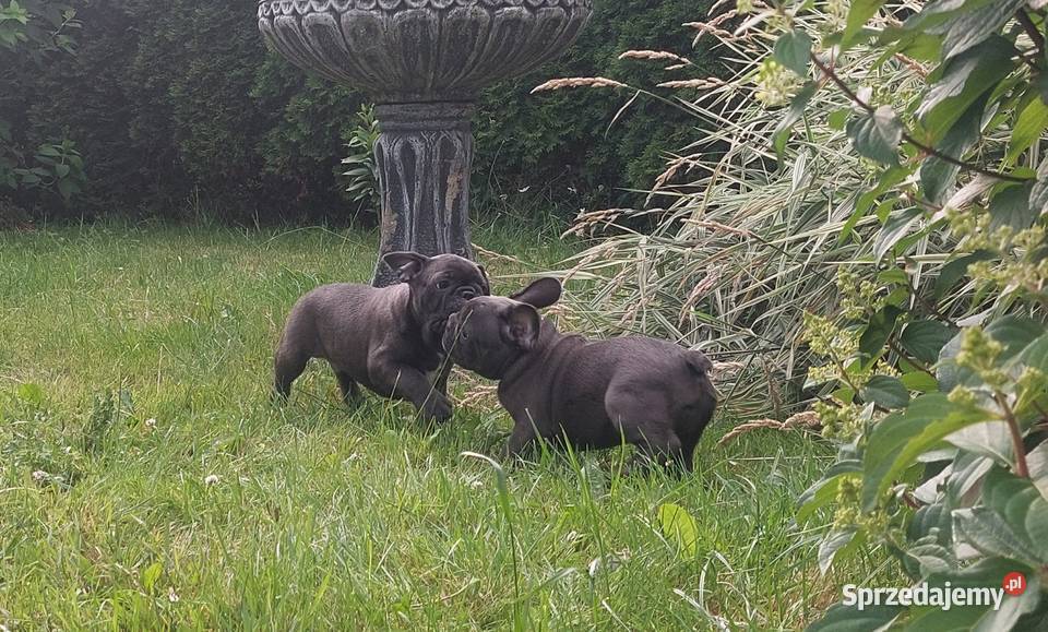 Buldog francuski Bludogi francuskie BLUE Łódź