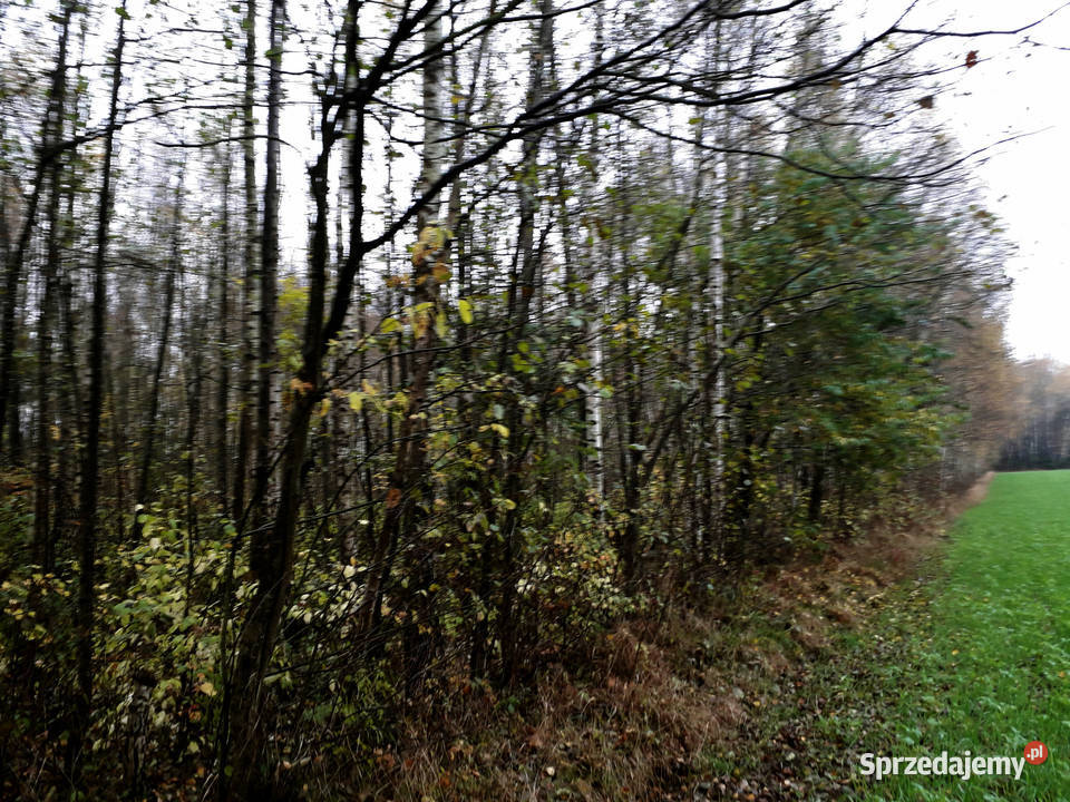 Działka Leśna Las 051 ha Kramkowo