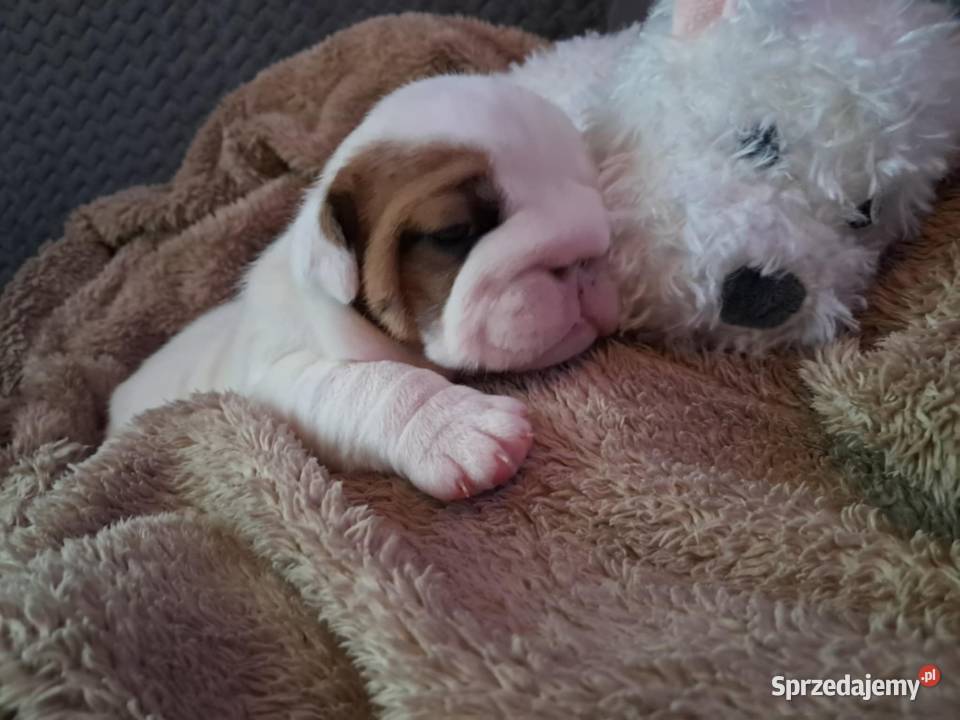 Buldog angielski Kielce