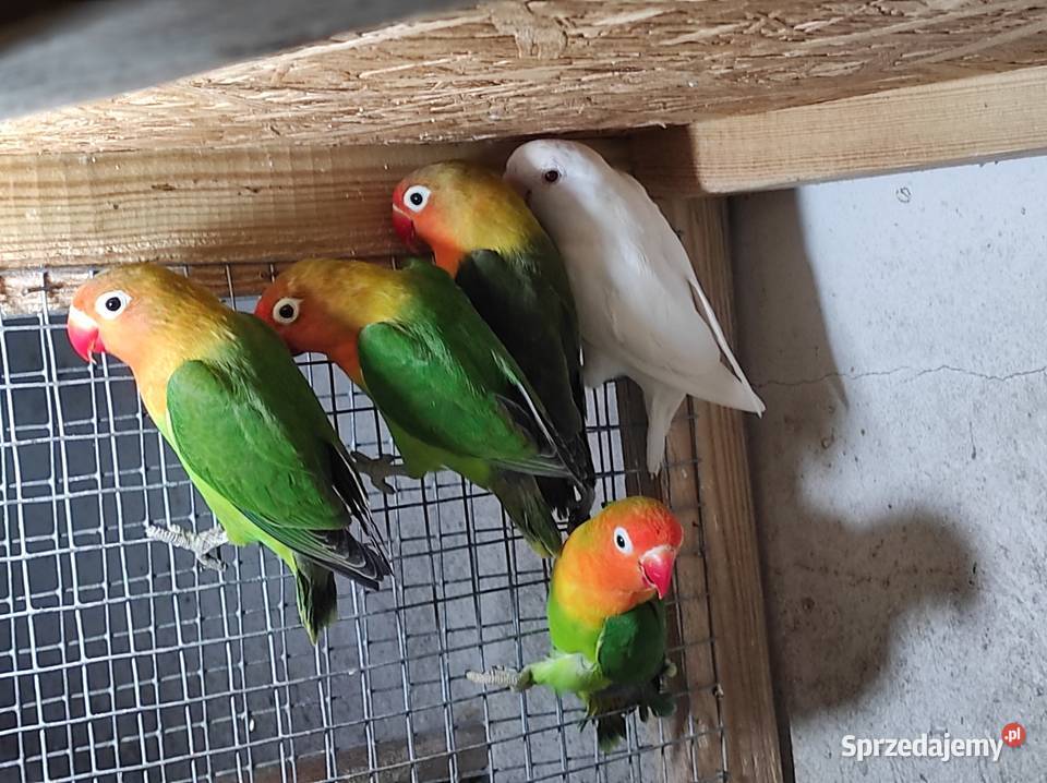 Nierozłączki fischera zielone Rębków