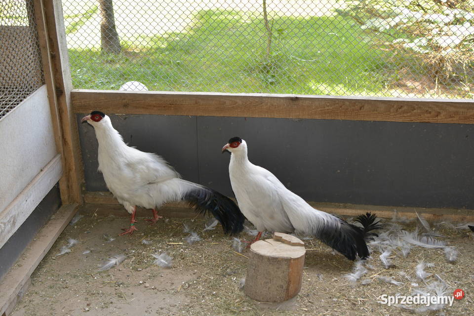 Bażanty uszaki białe podkarpackie Rzeszów