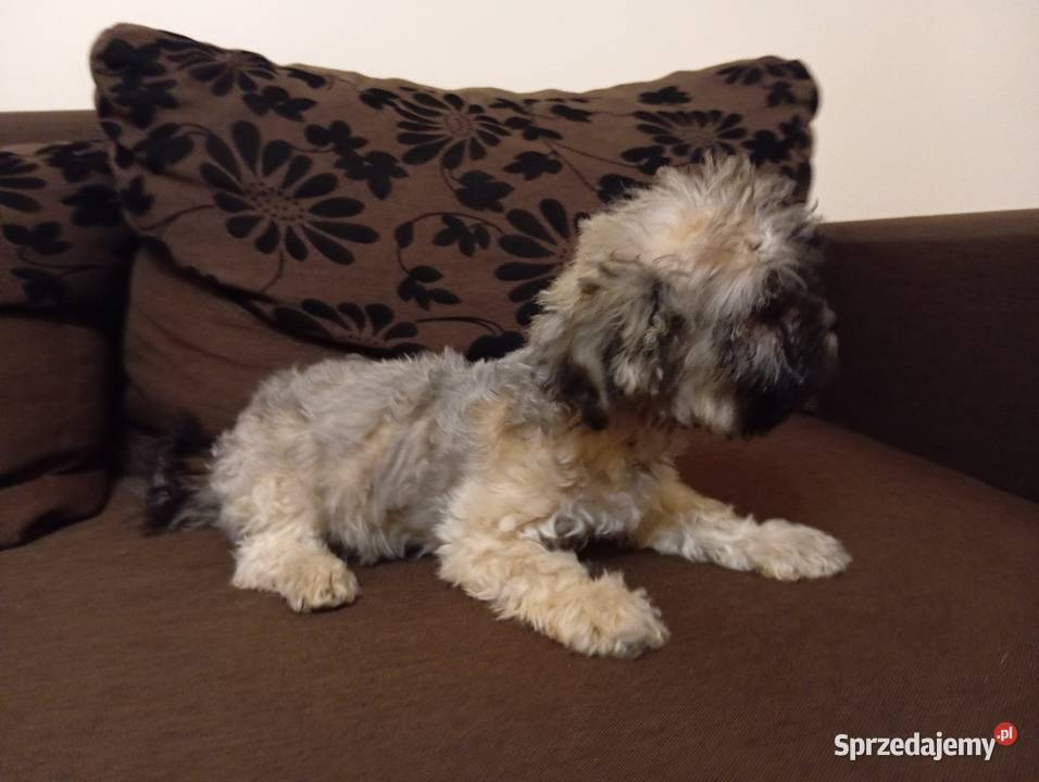 Sprzedam Sunię rasy Rosyjska Bolonka Kolorowa Środa Wielkopolska sprzedam