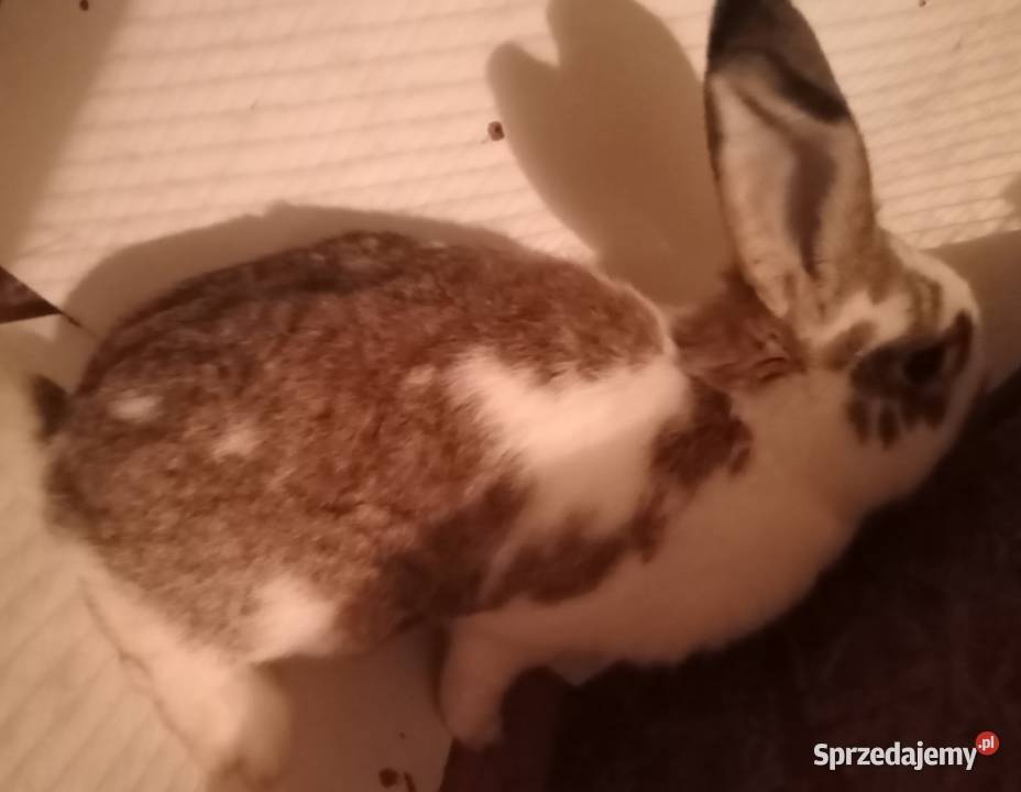 Sprzedam Samca mieszaniec z belgiem śląskie Zajączki Pierwsze sprzedam
