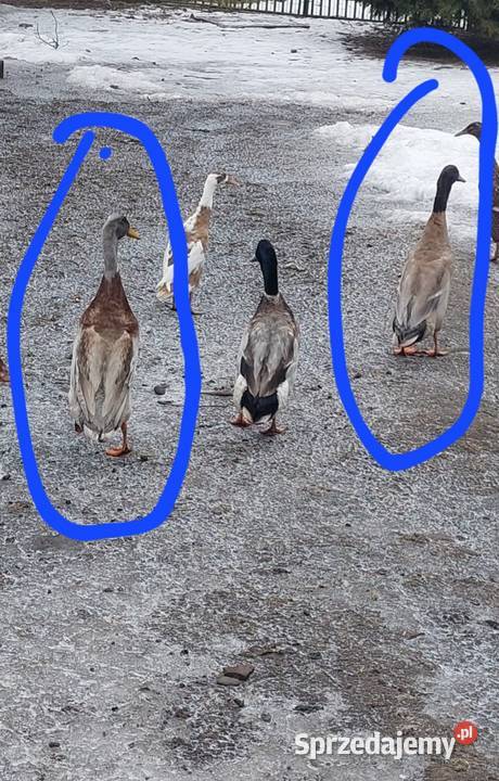 Młode kaczory biegusy Polanka Wielka