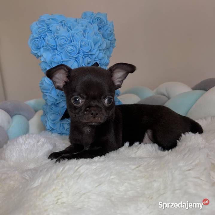 Chihuahua krótkowłosy czekoladowy piękny badania Chihuahua Bełchatów