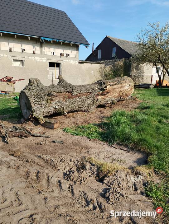 Kłoda dębowa sucha Janowiec Wielkopolski