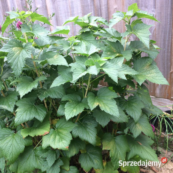 PORZECZKA CZARNA TITANIA sadzonki w doniczkach Ustronie