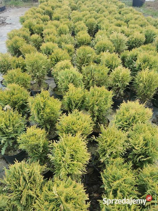 Tuja danika tuja kula Iglaste Chrzanowo-Bronisze sprzedam