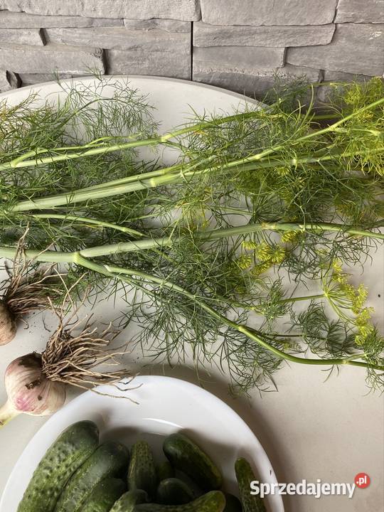 Sprzedam ogórki gruntowe czosnek i koper Urzejowice