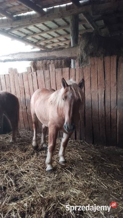 Sprzedam zrebice zimnokwista Gąbin