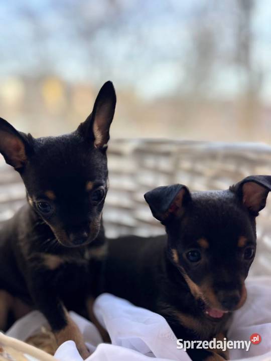 Ostatni szczeniak Toy Terrier mini piesek Pozostałe Piotrków Trybunalski