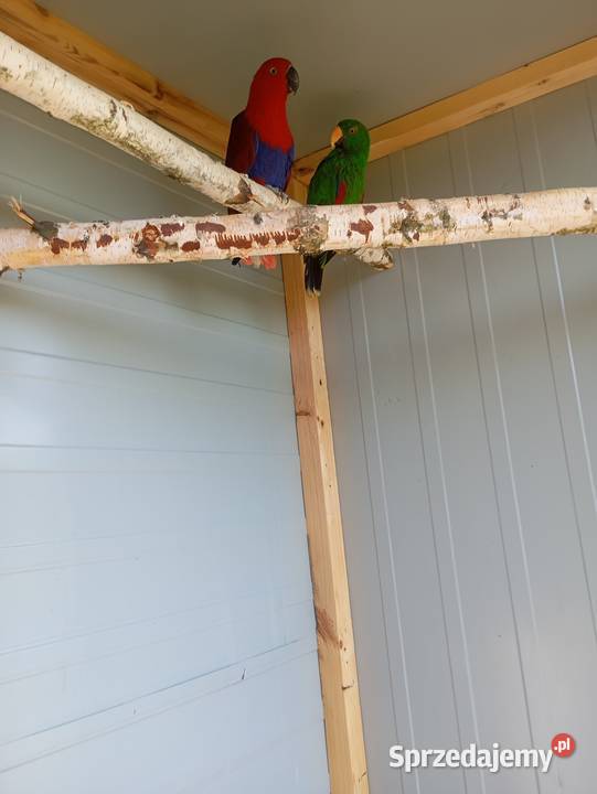 Lory para Ptaki Wrzesiny sprzedam