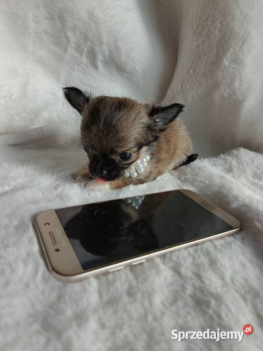 Chihuahua dziewczynka długowłosa Xd suczka Inowrocław