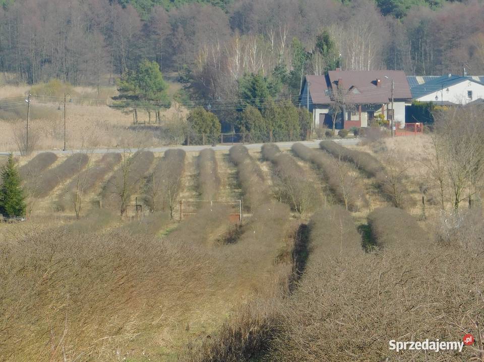 Syndyk sprzeda Mogielnica dz 1272 i 1304 7218m2 Sprzedaż