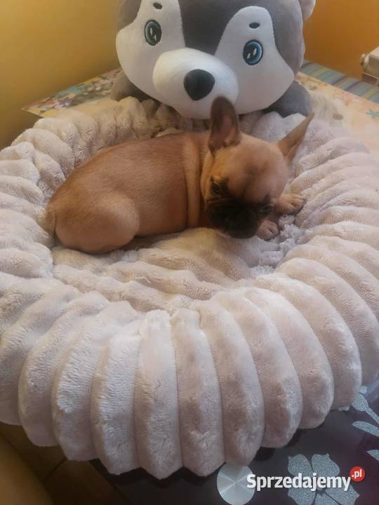 Suczki buldog francuski Płońsk