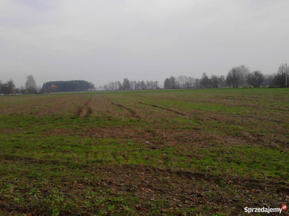 Ziemia rolna i las sosnowy 16 ha spokojna 3zł/m2 wielkopolskie