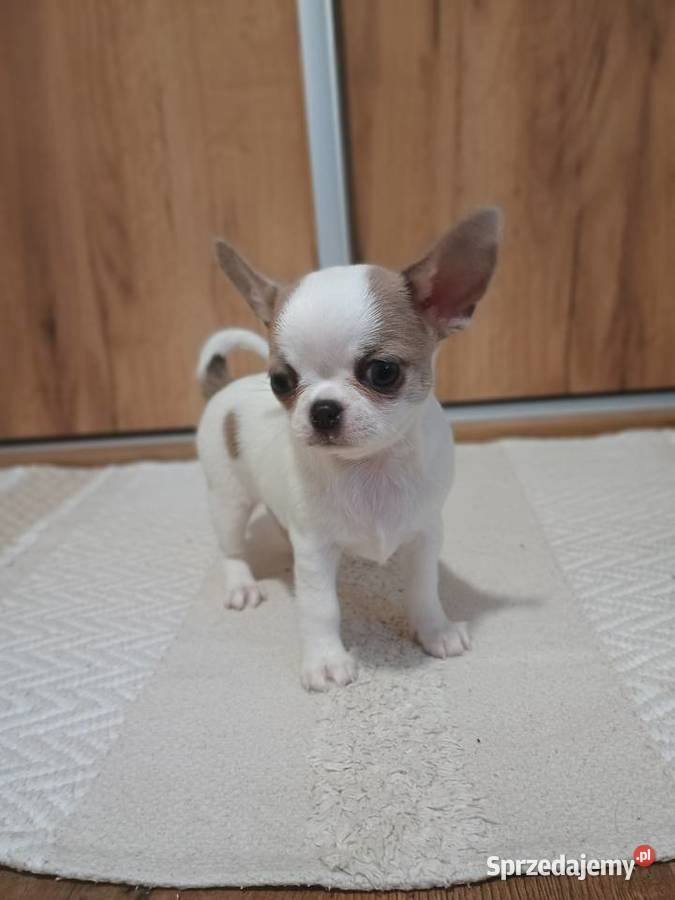 Chihuahua piękny chłopczyk łódzkie Kleszczów