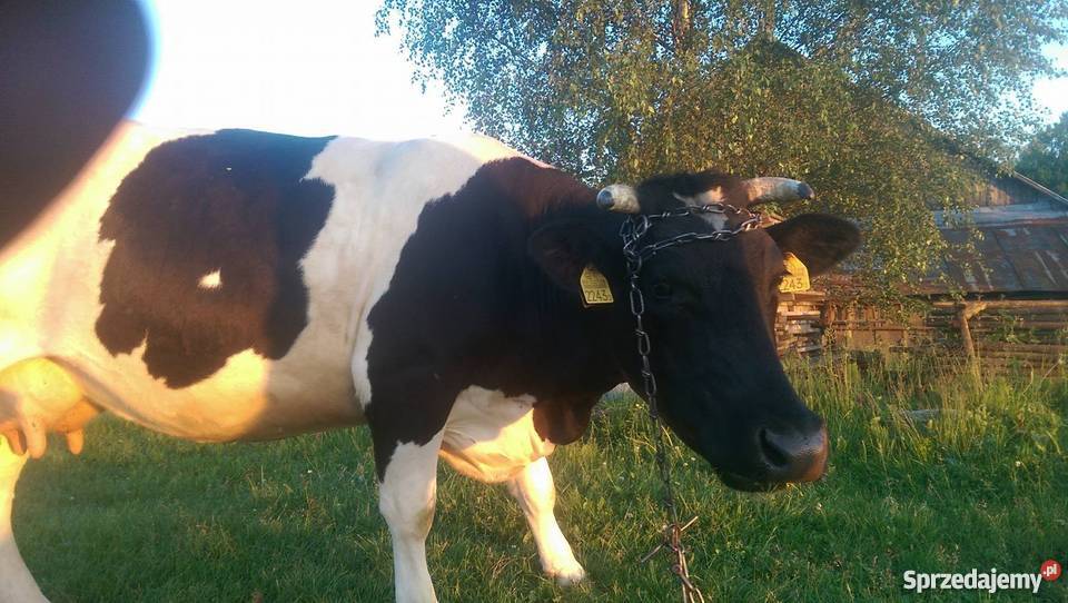 Krowa czarno biała okazja 3300