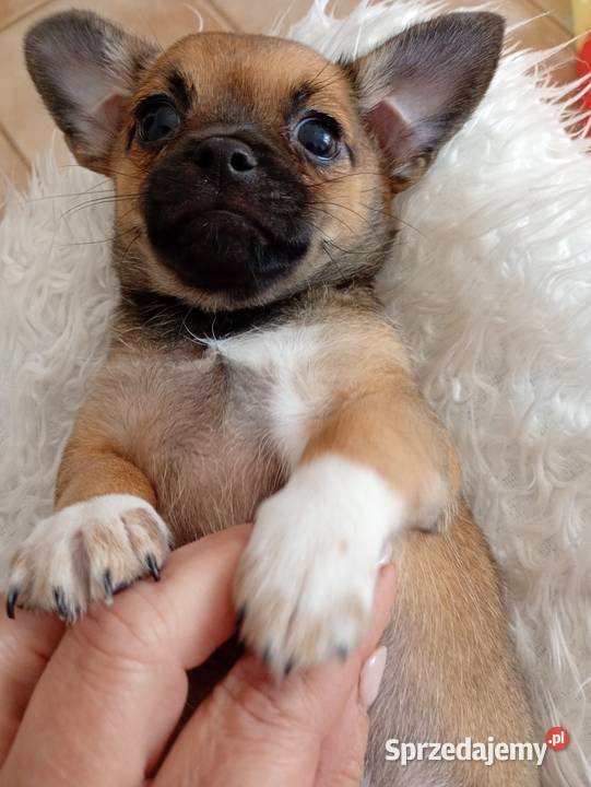 Piesek chihuahua Konin sprzedam