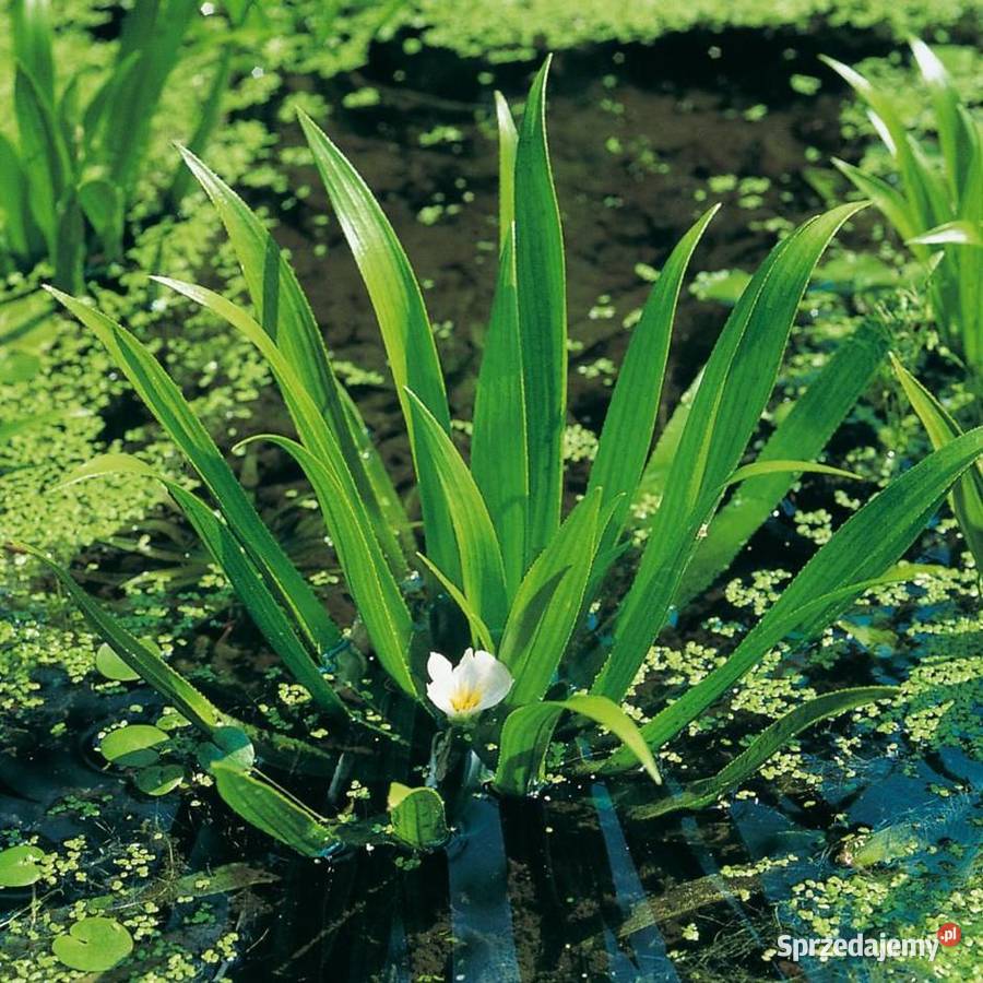 Rośliny wodne do oczek i stawu karasie kolorowe Rakszawa