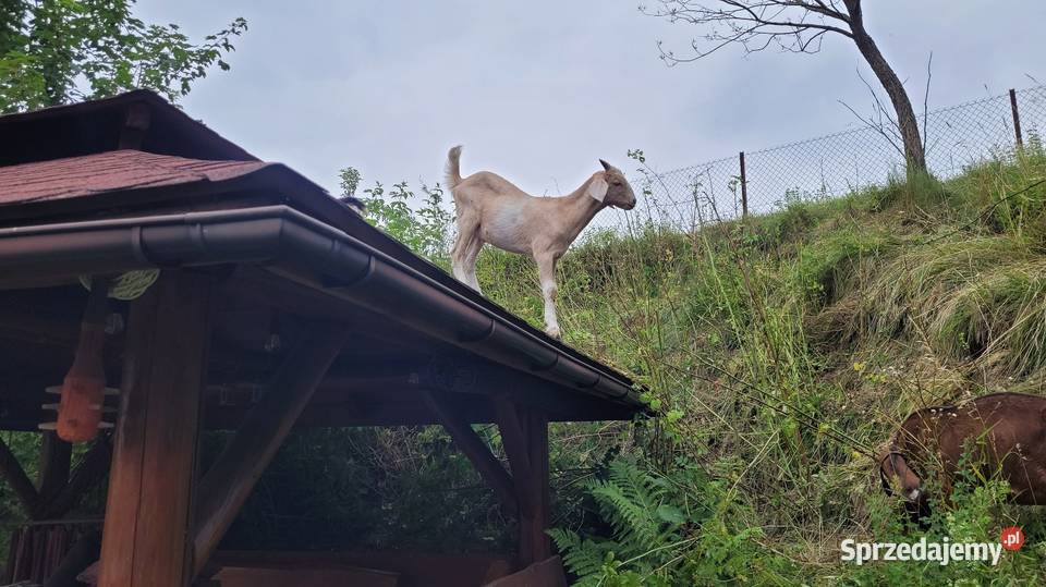 Kozioł cap Kamionka Wielka