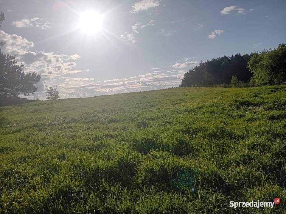 Sprzedam grunty orne z budynkami 15zł/m2 Czarny Las-Kolonia