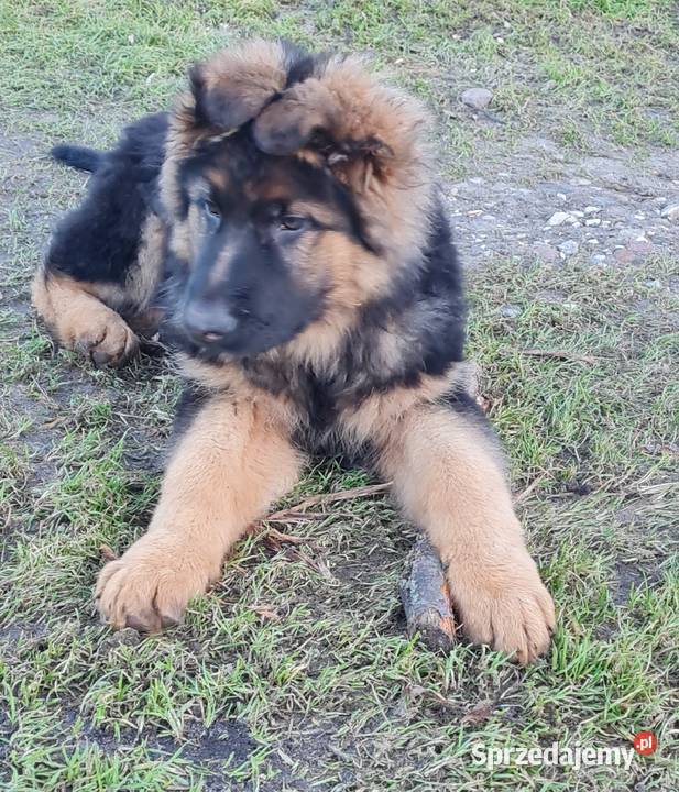 Owczarek niemiecki Osina