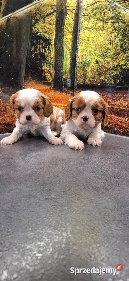 Cavalier King Charles Spaniel Psy Przysucha