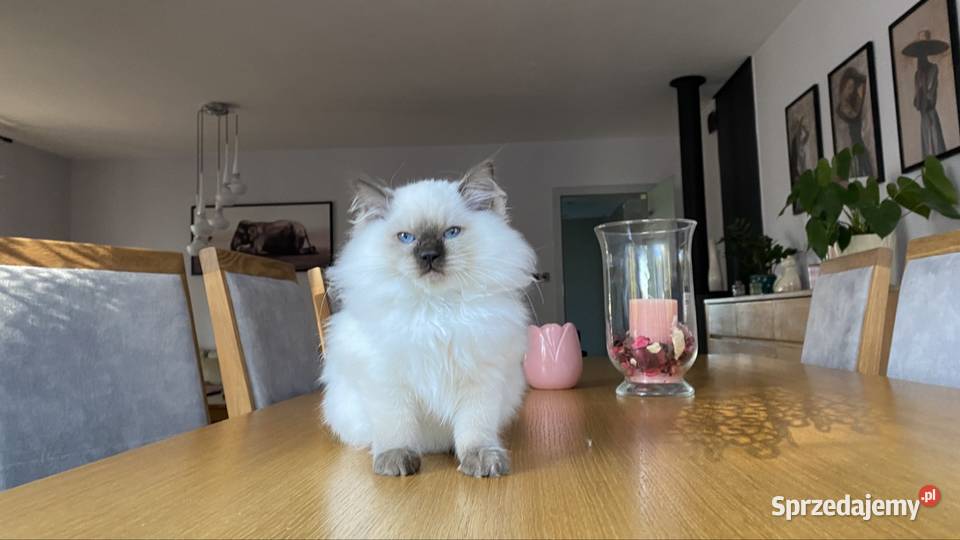 Gotowe do odbioru Ragdoll FPL kastrat śląskie sprzedam