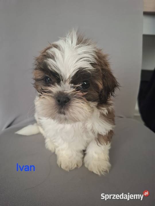 Shih tzu szczenięta 4 pokoleniowy rodowód sprzedam