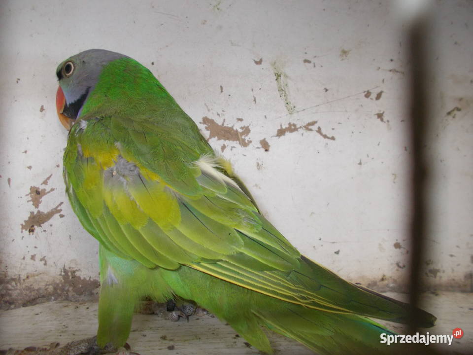 Aleksandretta różowopierśna wielkopolskie Kościan