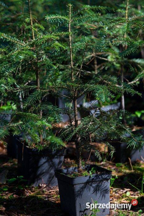 Jodła pospolita Abies alba wys 5070 donica 3 l