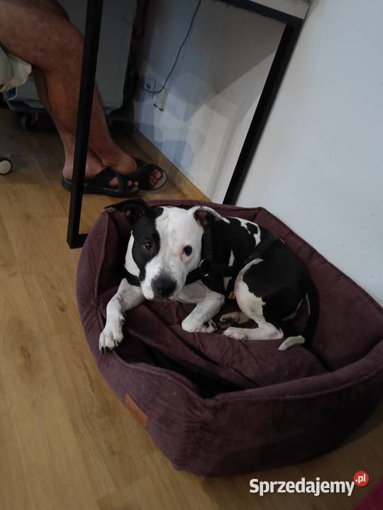 Suczka amstaff z rodowodem Jarocin sprzedam