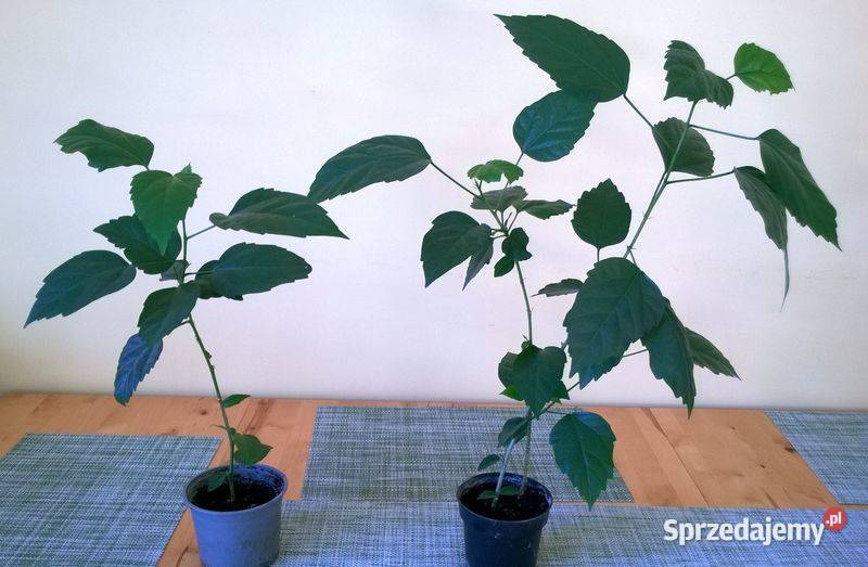 Róża chińska pełna czerwona hibiskus ketmia Pszczyna sprzedam