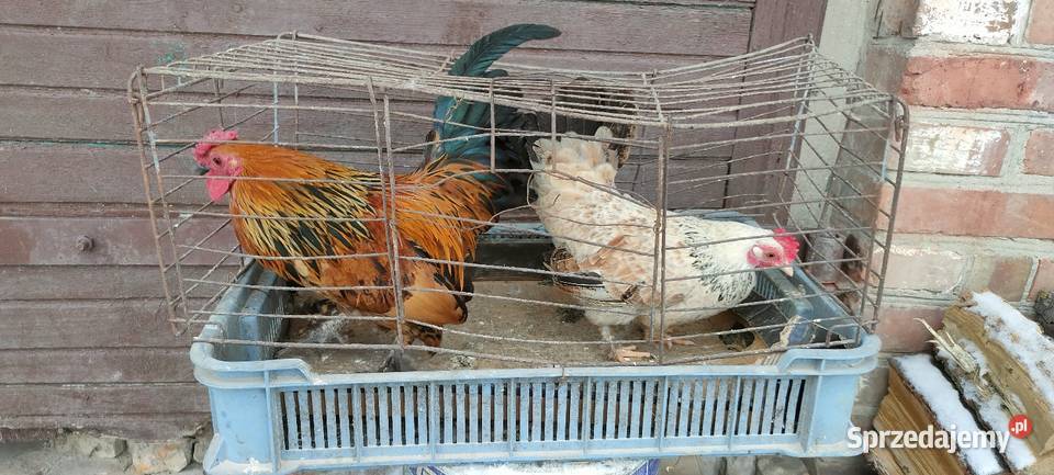 Kury liliputki lubelskie sprzedam