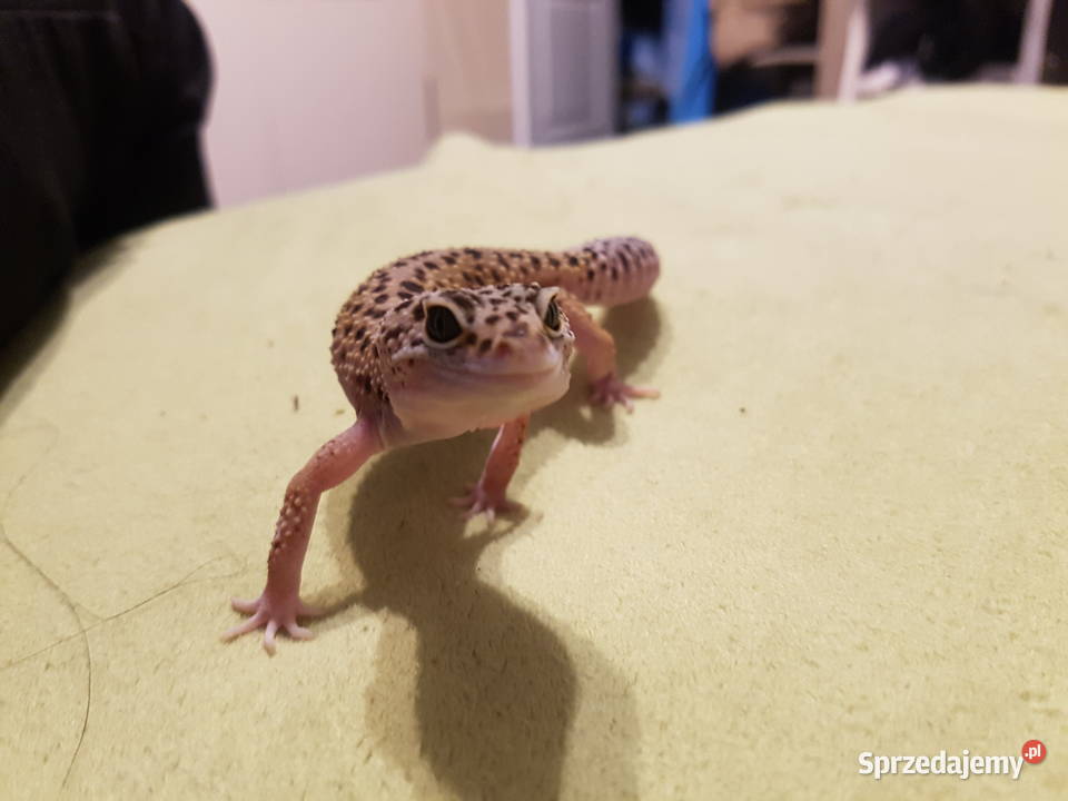 Gekony lamparcie sprzedam