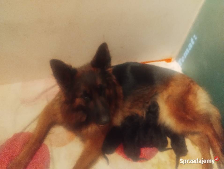 Owczarki niemieckie długowłose Parzniewice