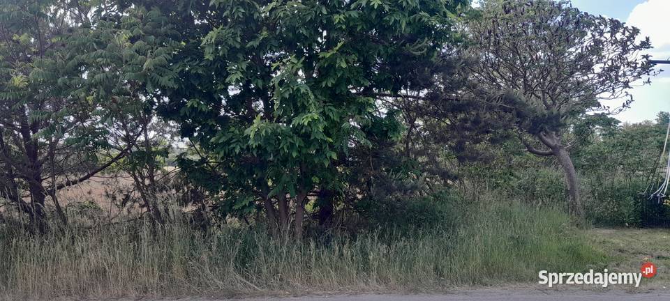 Sokołówek 21ha7 Radzyminw tym 5000m2 działka 26zł/m2